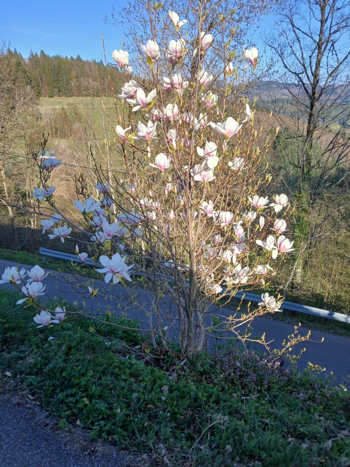 Ferienwohnung Auf Dem Bueckle Kleines Wiesental Esterno foto